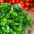 100 Italian Oregano Seeds for Planting - Origanum x majoricum - Aromatic Herb for Cooking, Mediterranean Dishes, Kitchen & Herb Gardens