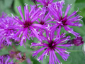 New York Ironweed Seeds – Vernonia noveboracensis – 500mg for Planting, Tall Native Wildflower, Bright Purple Blooms, Pollinator Plant