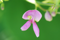 Wild Kidney Bean Vine Seeds – Phaseolus polystachios – 5 Seeds for Planting, Native Flowering Vine, Hardy Climber, Pollinator Friendly