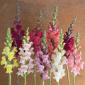 Antirrhinum majus Johnny's Potomac Custom Mix Snapdragon Seeds – 1000+ Premium Seeds for Vibrant Garden Blooms