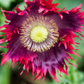 1000 Seeds Poppy DRAMA QUEEN Breadseed Red Purple Flowers, Frilled Edges, Non-GMO, Stunning Ornamental, Edible, Garden & Flower Bed Plant