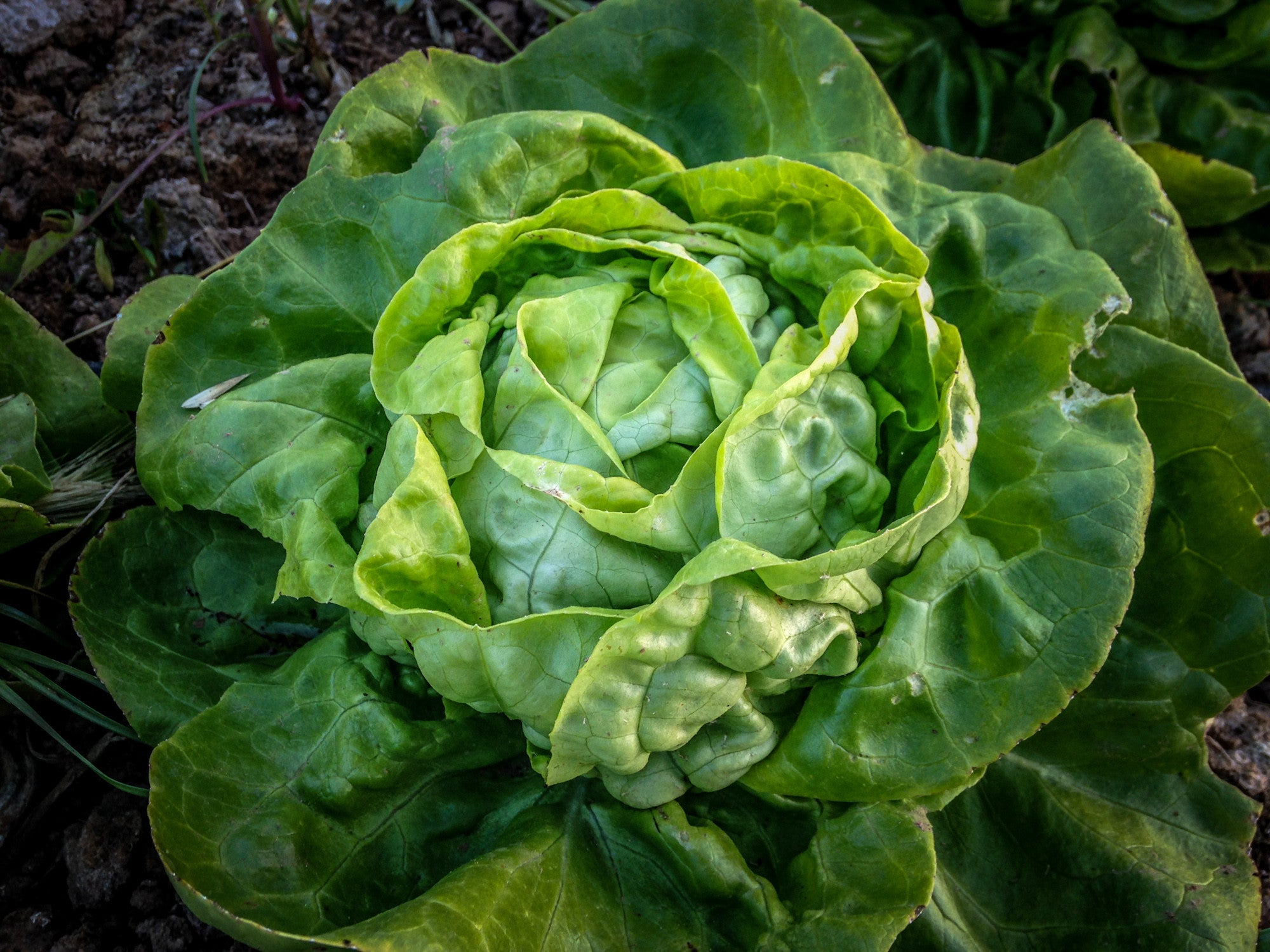 1g Buttercrunch Butterhead Lettuce Seeds Lactuca sativa | Heirloom, Non-GMO, Sweet, Crisp, Tender Leaves, Easy to Grow Salad Green