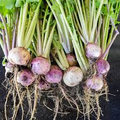 1000 mg Purple Top White Globe Turnip Seeds - Brassica rapa | Heirloom Vegetable for Planting, Gardening & Fresh Root Harvest