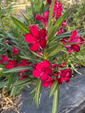 Oleander Red | 7 Live 6” Unrooted Cuttings | Flowering Shrub | Drought-Tolerant, Fast-Growing, Evergreen, Ornamental Hedge Plant