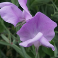 50+ Nice Sweet Pea Seeds – Fragrant Bi-Color Pink & Lavender Blooms for Garden Planting, Climbing Vines for Trellises – USA