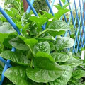 Malabar Spinach Green Vine Seeds – 500mg for Planting, Heat-Tolerant, Fast Growing, Climbing Green, High Yield, Great for Garden & Trellis