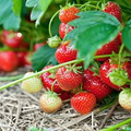 Quinault Ever Bearing Strawberry Plants - 25 Bare-Root Plants for Continuous Harvest