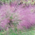 500 Purple Love Grass Seeds (Eragrostis spectabilis) | Ornamental Flowering Lovegrass, Hardy, Beautiful Purple Blooms for Gardens