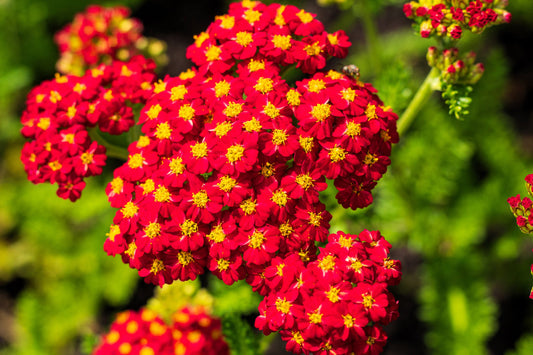 2500 Seeds Red Yarrow – Achillea millefolium, Hardy Perennial Wildflower