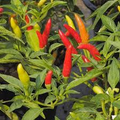 Tabasco Hot Pepper Seeds – 250mg for Planting, Extra Hot Variety, High Yield, Great for Hot Sauce & Salsas, Compact Plants, Garden Ready