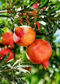 Punica Granatum Pomegranate | 7 Live 6” Fruit Tree Cuttings | Fast-Growing, Hardy, Sweet Red Fruits, Drought-Tolerant, Easy-Care