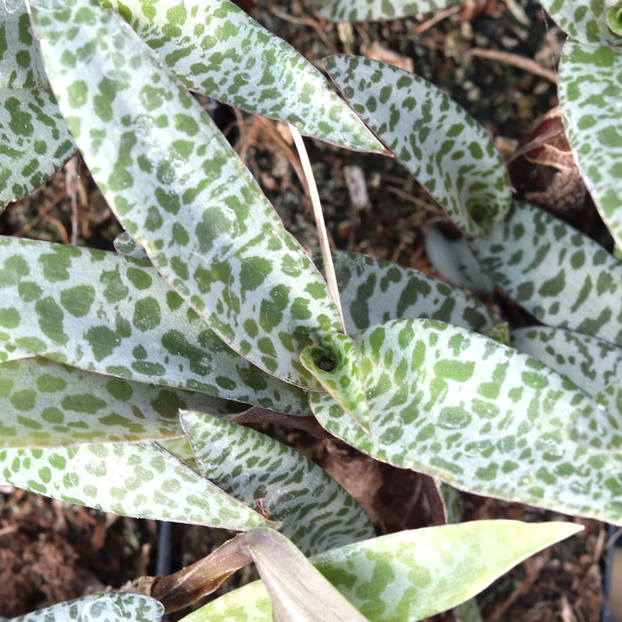 Ledebouria socialis ‘Silver Squill’ | 1 Bare Root Variegated Succulent Plant | Silver-Spotted Leaves, Drought-Tolerant