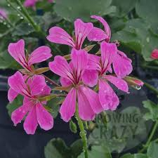 Geranium Pelargonium ‘Cascade Pink’ | 3 Live 6” Unrooted Cuttings | Trailing Flowering Plant, Vibrant Blooms, Easy-Care