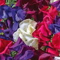 Just Christine Sweet Pea Seeds – 50+ Blush Pink Blooms – Romantic Climbing Flower Vine for Bouquets, Trellises & Cottage Gardens – USA