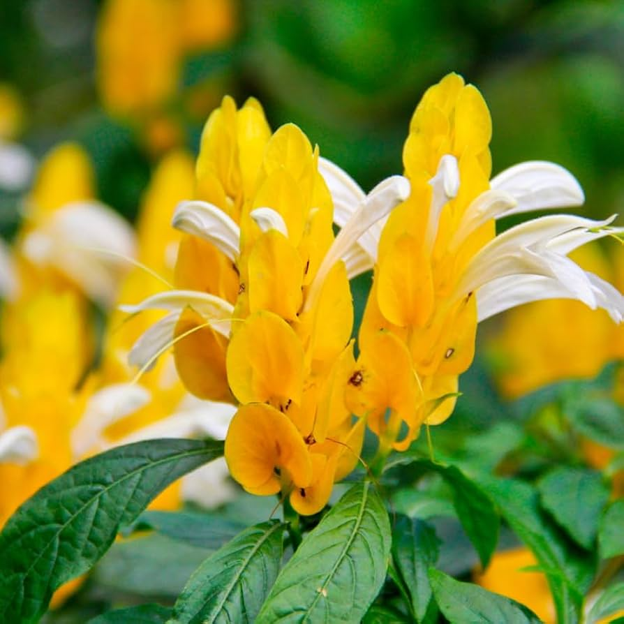 Yellow Shrimp Plant - 1 Live Starter Plugs 5” (Justicia brandegeana, Pachystachys lutea) - Tropical Blooms