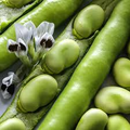 Fava Bean Seeds – 5g for Planting, Heirloom Variety, High Yield, Cold Hardy, Nutritious, Easy to Grow, Garden & Container