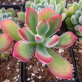 Echeveria pulvinata ‘Plush Chenille’ | 1 Bare Root 3" Live Succulent Plant | Fuzzy Red-Green Leaves, Drought-Tolerant, Easy-Care Houseplant