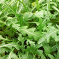 Sylvetta Arugula Seeds | Heirloom Non-GMO | Spicy Peppery Flavor | Heat & Cold Tolerant | USDA Zones 3-9 |