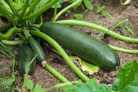 Dark Green Zucchini Seeds – 1g for Planting, Heirloom Summer Squash, High Yield, Fast Growing, Mild & Tender, Great for Garden Containers