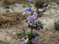 100 mg Seeds Penstemon Acuminatus (Sharpleaf Penstemon) for Planting | Native Perennial Wildflower for Pollinator Gardens & Landscaping