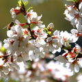 Nanking Cherry Seeds – Prunus tomentosa – 10 Seeds for Planting, Hardy Flowering Shrub, Pink Blossoms, Great for Hedges & Landscapes
