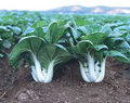 Dwarf Pak Choi Baby Bok Choy Seeds – 500mg for Planting, Heirloom Variety, Tender & Crisp, Fast Growing, Cold Hardy, Garden  Container