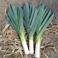 American Flag Leek Seeds – 300mg for Planting, Heirloom Variety, Mild & Sweet, Cold Hardy, High Yield, Long-Stemmed, Garden Container