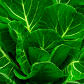 Collards Champion Seeds – 1g for Planting, Heirloom Variety, Tender Nutritious, Cold Hardy, High Yield, Garden & Container