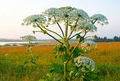 Cow Parsnip Seeds – Heracleum maximum – 1g for Planting, Native Wildflower, Large Umbel Blooms, Great for Naturalized and Meadow Gardens