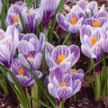 Crocus Purple Blue White Striped Mix – 5 Flower Bulbs, Cold Hardy Perennial