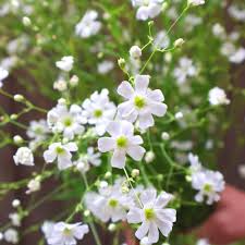 100 Seeds Baby's Breath Covent Garden White (Gypsophila paniculata) - White Flowers for Planting, Wedding, Perennial, Drought Tolerant