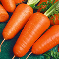 1g Chantenay Red Cored Carrot Seeds | Daucus carota | Heirloom Carrot Seeds | Organic, Sweet & Easy to Grow