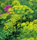 500 Seeds Bouquet Dill, Anethum graveolens, Aromatic Herb for Culinary and Garden Use