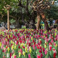 Antirrhinum majus Rainbow Mix Snapdragon Seeds – 1000+ Multicolor Blooms for Vibrant Garden & Cut Flowers