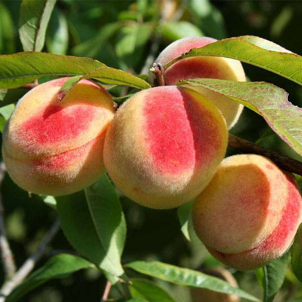 Prunus Persica California Peach Cuttings, 7 Live 6” Plants, Edible Sweet Fruit, Fast-Growing, USDA Zones 5-9, Organic