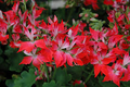 Geranium Pelargonium ‘Fireworks Red’ | 3 Live 6” Unrooted Cuttings | Vibrant Red Blooms, Easy-Care, Long-Lasting Flowers