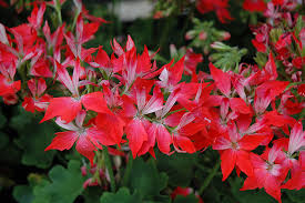 Geranium Pelargonium ‘Fireworks Red’ | 3 Live 6” Unrooted Cuttings | Vibrant Red Blooms, Easy-Care, Long-Lasting Flowers