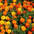 Sparky Mixture Marigold Seeds – 500mg for Planting, French Marigold Blend, Yellow & Mahogany Blooms, Compact Annual, Garden Borders