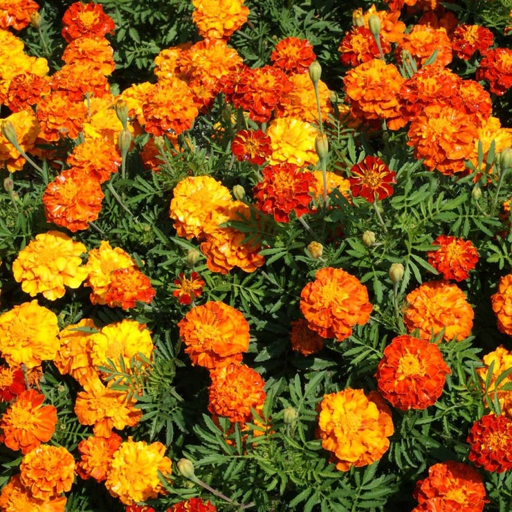 Sparky Mixture Marigold Seeds – 500mg for Planting, French Marigold Blend, Yellow & Mahogany Blooms, Compact Annual, Garden Borders