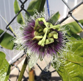 Red Passion Fruit Starter Plant - Passiflora edulis Live Vine 1'-2' | Tropical Fruit Plant for Home Garden