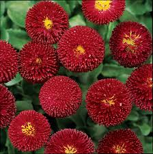 Red Burst English Daisy Seeds – 200+ Vibrant Red Blooms – Low-Growing Perennial Flower for Borders, Containers, Pollinator Gardens – USA