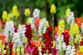Cinderella Snapdragon Seeds (Antirrhinum majus) | 1000+ Seeds | Delicate Pastel Blooms for Garden & Cut Flowers