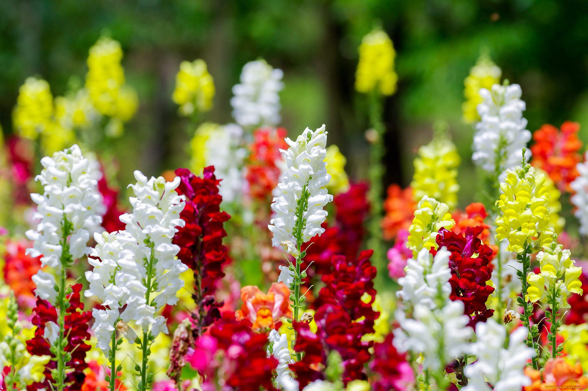 Cinderella Snapdragon Seeds (Antirrhinum majus) | 1000+ Seeds | Delicate Pastel Blooms for Garden & Cut Flowers