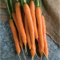 1000+ Mokum Carrot Seeds – Sweet, Crisp, Early Maturing Hybrid Carrots