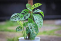 3 Monstera Adansonii Swiss Cheese Unrooted Cuttings - Indoor/Outdoor Houseplant, Easy Propagation, Unique Foliage, Tropical Plant for Home