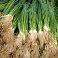 Onion Bunching Tokyo Long Seeds – 1g for Planting, Heirloom Variety, Mild & Flavorful, Fast Growing, High Yield, Garden Container
