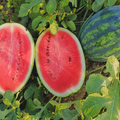 25 Seeds Sweet Watermelon, Juicy Heirloom Fruit, Large Sweet Summer Garden Favorite
