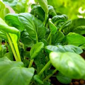 500mg Pak Choi Bok Choi Taisai Seeds Brassica rapa for Planting | Heirloom Asian Greens for Stir-Fries, Salads, and Soups