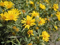Godfrey’s Golden Aster Seeds (Chrysopsis godfreyi) | 25 Seeds | Rare Native Wildflower for Pollinators