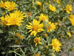 Godfrey’s Golden Aster Seeds (Chrysopsis godfreyi) | 25 Seeds | Rare Native Wildflower for Pollinators
